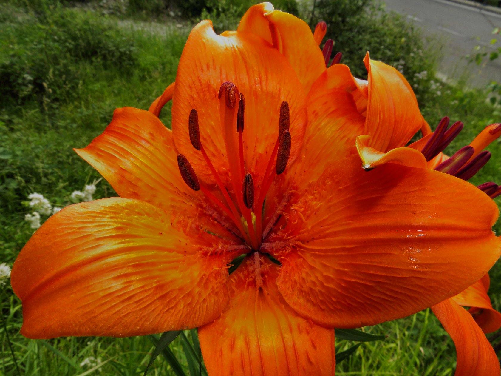 Lilium bulbiferum - Giglio di San Giovanni